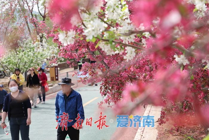 千亩海棠盛放寄母山 赏花经济激活乡村增收