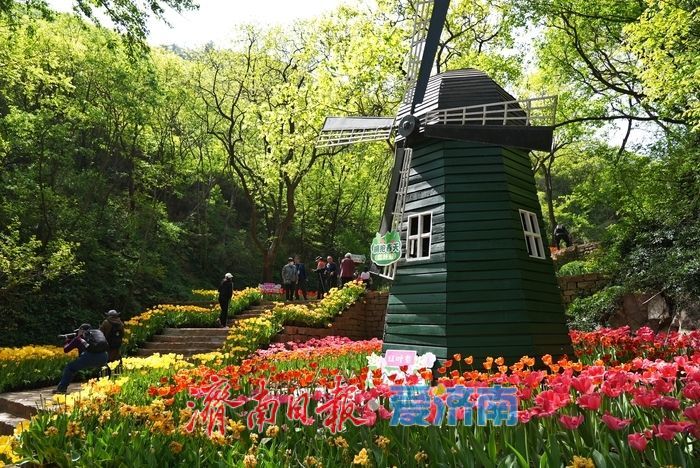 郁金香花开成海！济南红叶谷变身“莫奈花园”，春日顶流打卡地藏不住了！