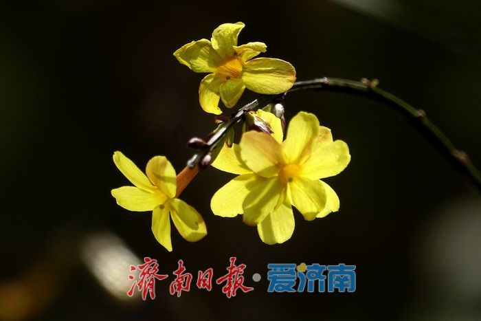一年四季 泉在济南丨迎春花开报春来，一帘金蕊缀泉城