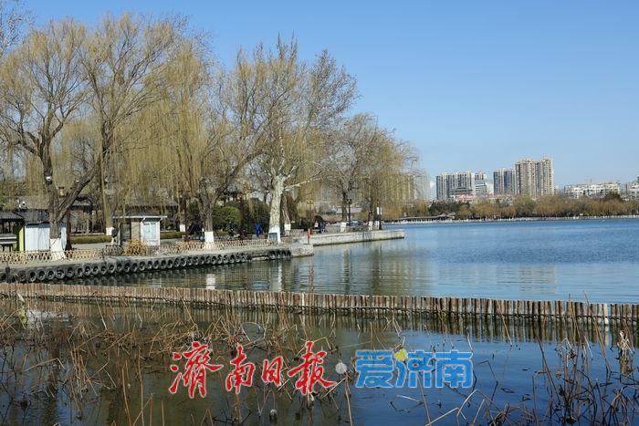 新柳残荷绘就明湖初春画卷