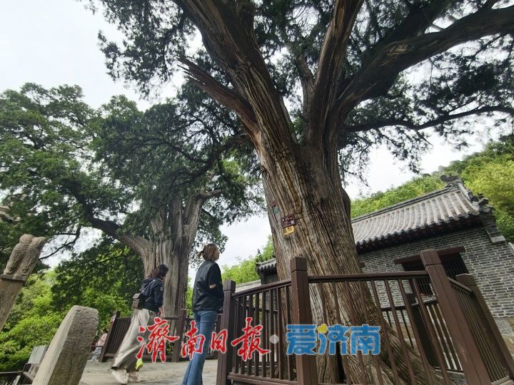 千年古柏成假期热门打卡点
