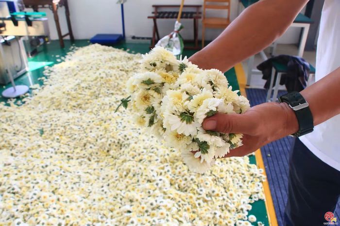 章丘官庄街道：沃野耕耘，乡村蝶变振兴有道