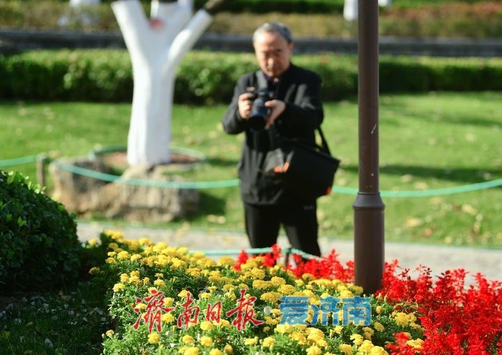 层林尽染秋意浓，“佛山赏菊”正当时