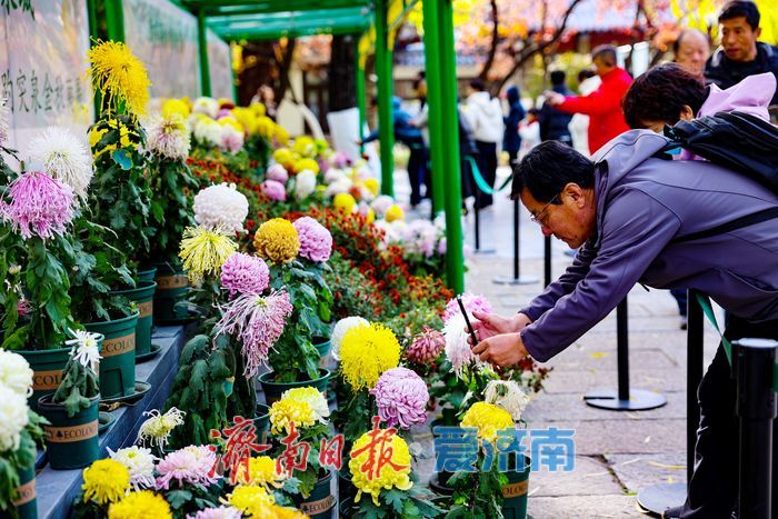 一年四季 泉在济南丨菊韵映泉 趵突泉初冬景致引客来