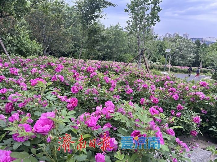 千佛山景区长者学堂北侧玫瑰盛放