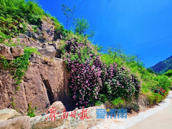 月季盛放映青山 花香满溢醉南山