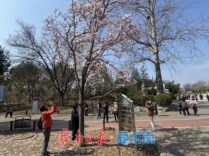 雨过天晴春光好 泉城公园玉兰引客打卡