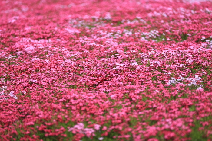 “会开花的草坪”吸引游客打卡
