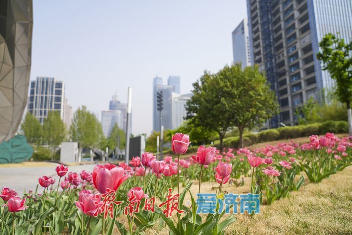 “郁”见春色，济南这片郁金香绽放