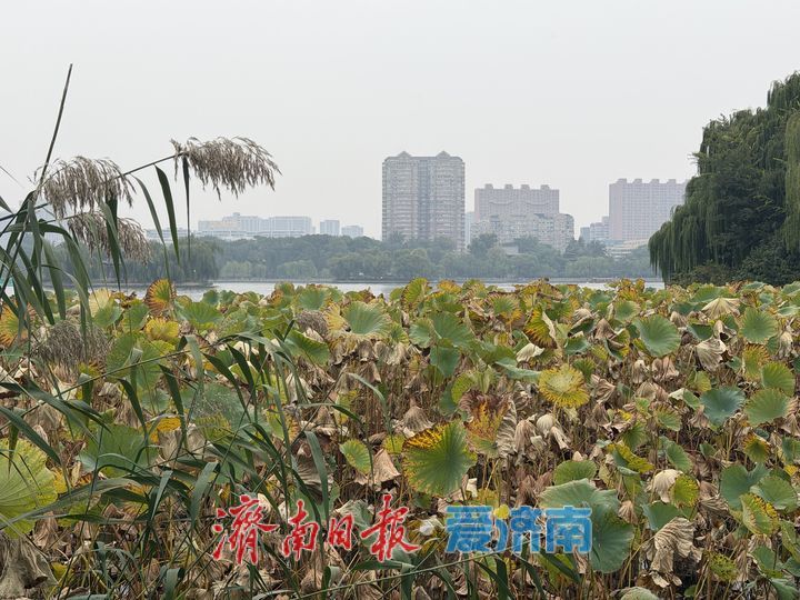 秋至明湖 残荷含韵 一湖秋水绘泉城诗意