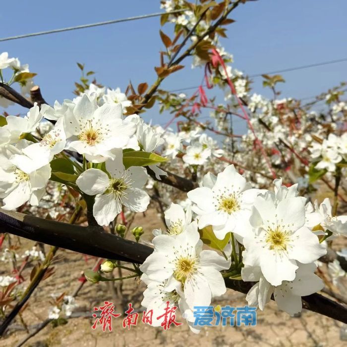 春日暖阳，带你奔赴浪漫花约，济南市特色林果赏花攻略来啦→