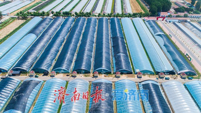 济南市济阳区第八届农民丰收节暨第十四届曲堤黄瓜文化旅游节活动开幕