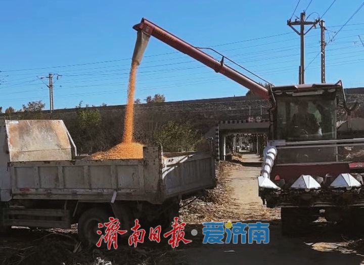 趁天晴抢收粮 人机协动颗粒归仓