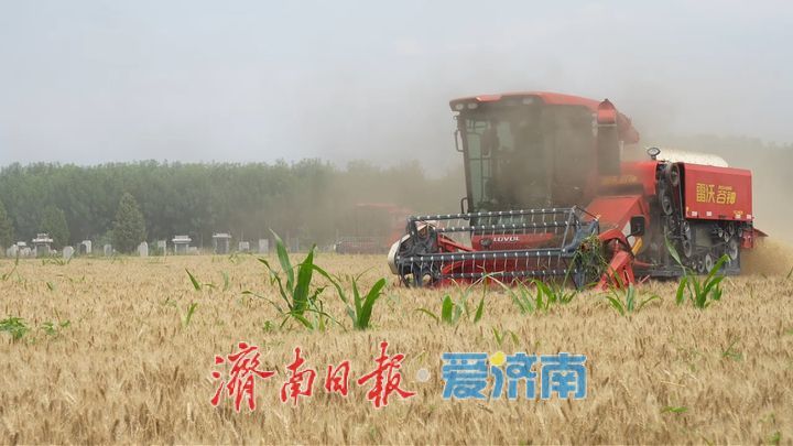 筑牢夏收防线，济南消防“麦”力守护