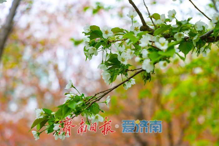 晚樱盛放续春意 五龙潭再迎赏樱高潮