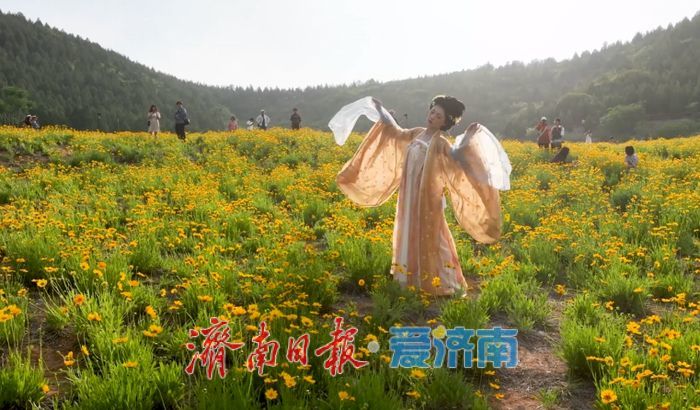 来蚰蜒山赏金鸡菊 邂逅初夏诗意时光初夏时节