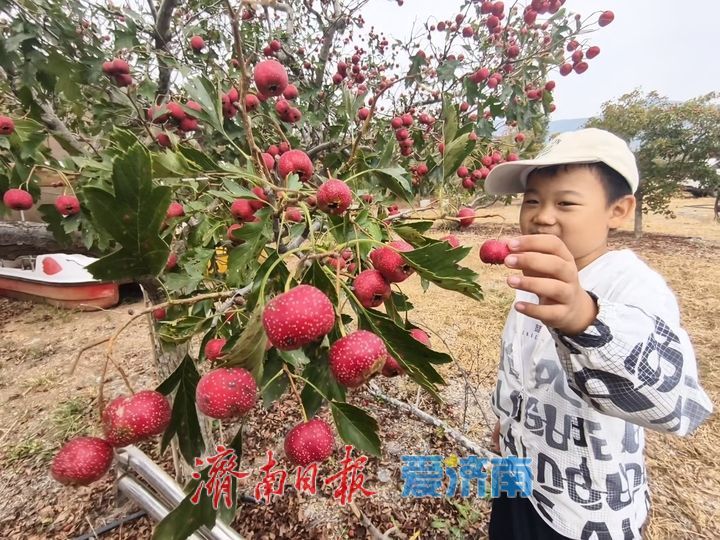 红果缀满枝 秋收正当时