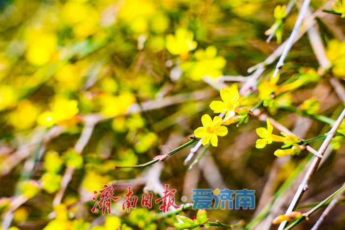 一年四季 泉在济南丨黑虎泉公园迎春花竞相绽放