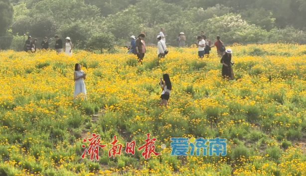 来蚰蜒山赏金鸡菊 邂逅初夏诗意时光初夏时节