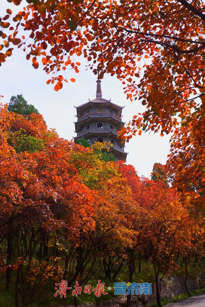 一年四季 泉在济南丨霜降点染山峦红妆 解锁济南红叶谷的高能时刻