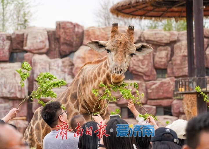 “五一”假期首日，济南30家景区共接待游客53.8万人次