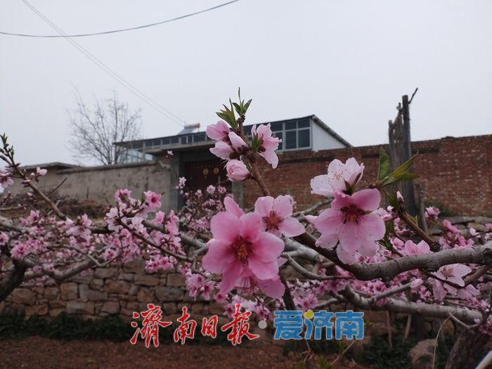 开往春天的巴士！济南公交60路邀您共赴“桃花之约”