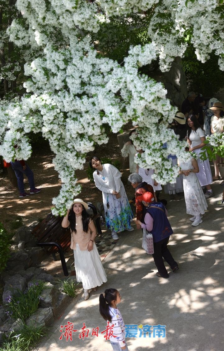 泉城公园流苏花开如雪 游客争相打卡“四月雪”