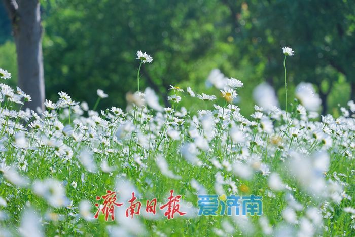 华山湖公园大滨菊盛放 解锁初夏限定浪漫