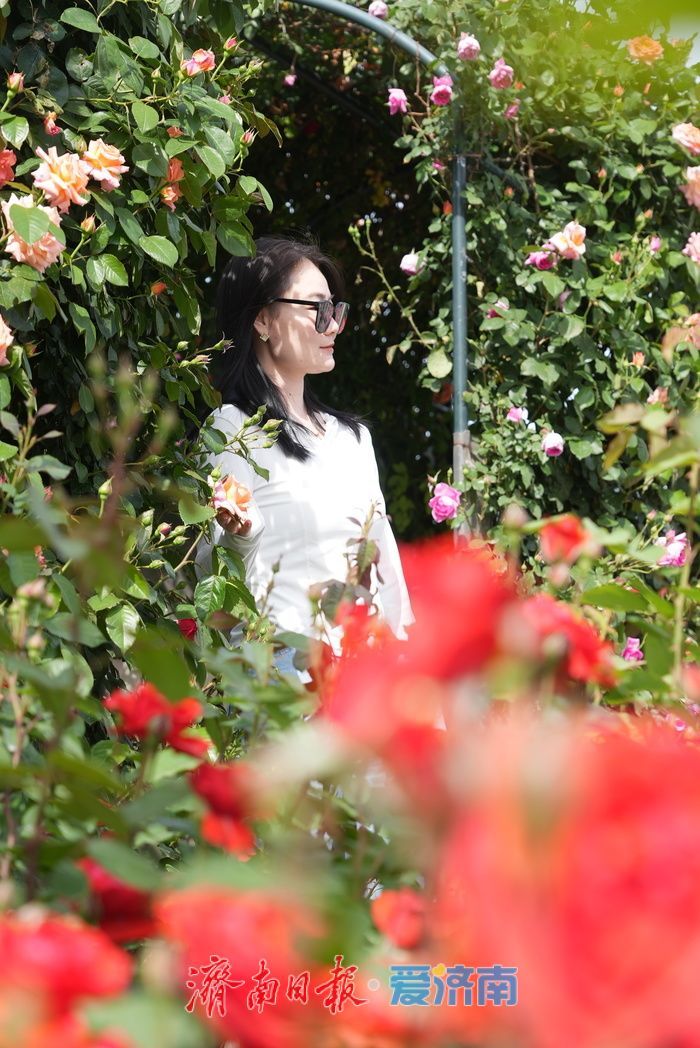 五彩月季烂漫绽放，泉城广场成梦幻花海