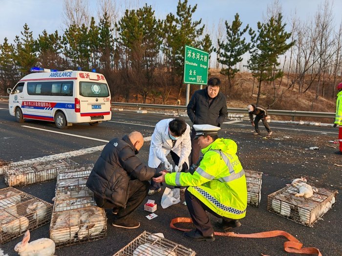 太“兔”然了！满载2000只兔子的货车高速上出事故，兔子乱窜，交警紧急救助