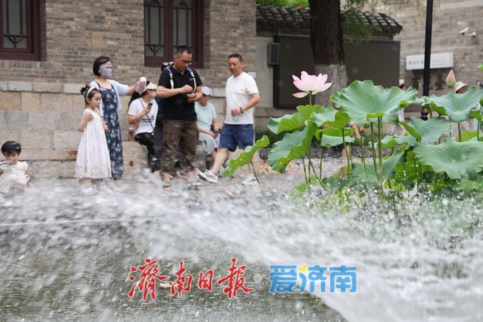 一年四季 泉在济南丨百花洲荷风泉韵引游人消暑赏景