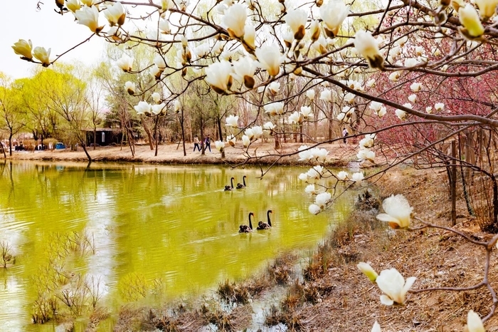 尖叫32天不停歇！济南野生动物世界第六届马戏嘉年华即将启幕