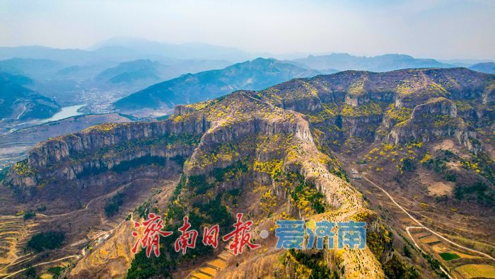 济南“小太行”藏不住了！天帘山连翘花迎来高光时刻