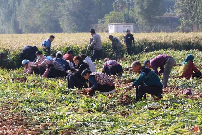 宁家埠街道：泥土里刨出“金疙瘩” 生姜地里种出好光景