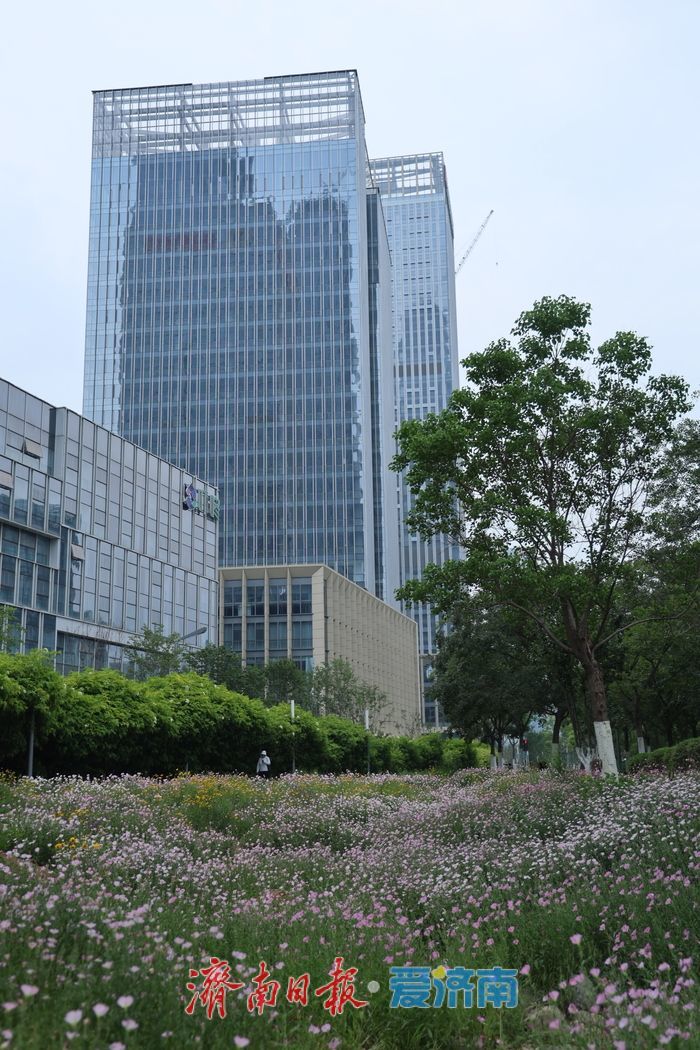 一年四季 泉在济南丨济南CBD宝藏打卡地！粉金花带闯入初夏