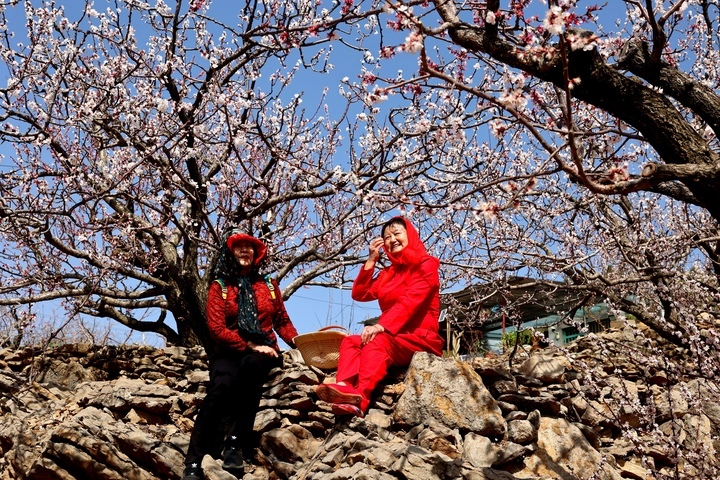 春有约 花不误，这里的杏花漫山盛开引客来！