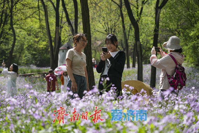 春日限定紫色浪漫！红叶谷二月兰进入最佳观赏期
