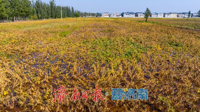 雨水浸泡农田，农户挥汗抢收——直击槐荫区郑家店村大豆抢收现场