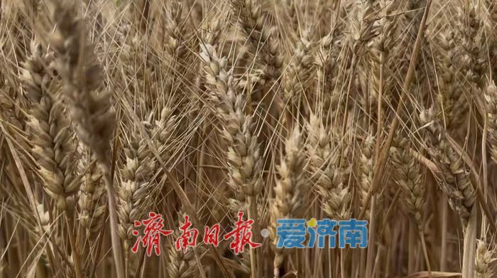 济南夏粮播种面积有多少？他们与卫星“较劲”一周摸清底数