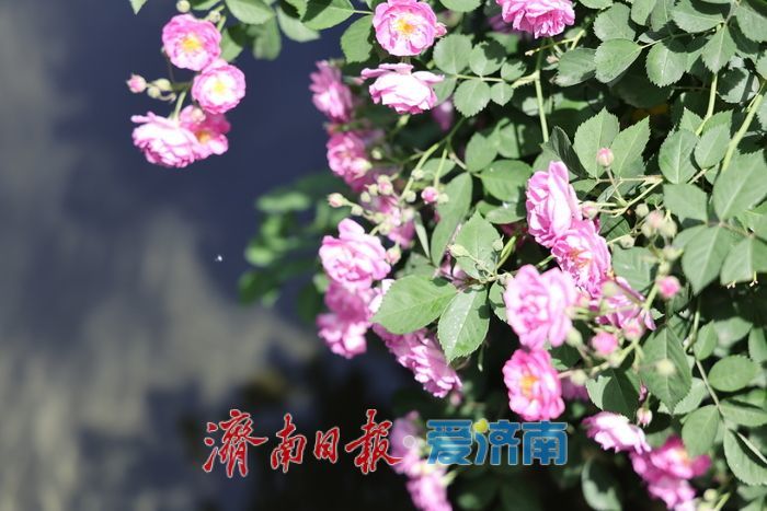 一年四季 泉在济南丨泉畔蔷薇花海盛放醉游人