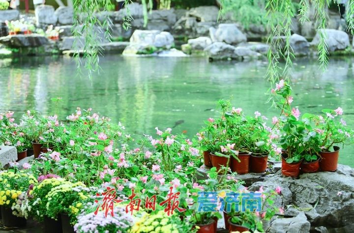 无忧泉边菊初绽，一城秋色待君来