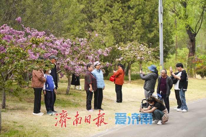 济南森林公园紫花海棠引游人