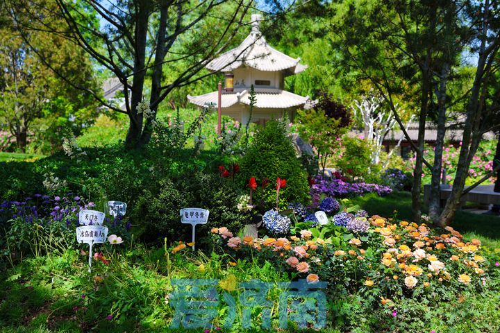 “泉”在济南过五一｜大明湖畔的“莫奈花园”