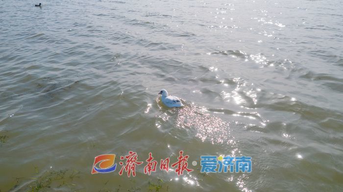 罕见！章丘白云湖首次迎来白化白骨顶