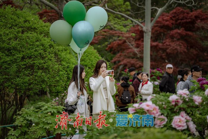 济南泉城公园牡丹芍药盛放，市民共赏春日盛景