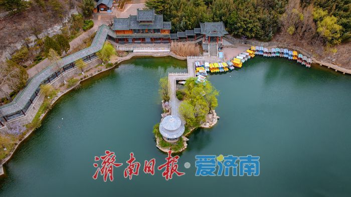 漫山粉霞醉游人！济南红叶谷梅花进入盛花期