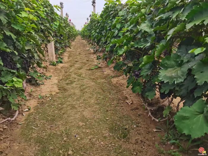 “这里是章丘！”·美食篇·龙山