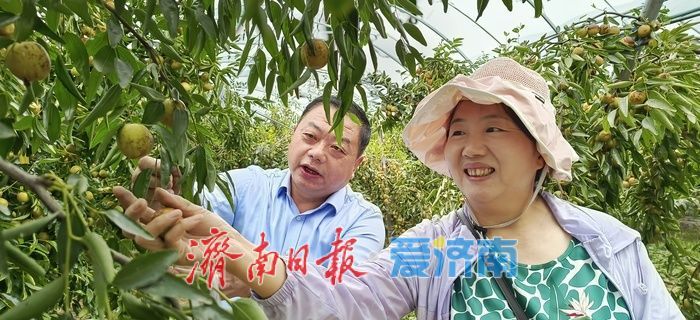 “一口脆响，满口蜜香！”黄河冬枣迎来最佳采摘期