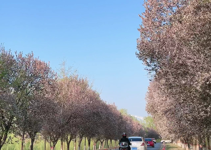 济南“赏樱经济”火热，“赏樱+露营”成不少人清明假期首选