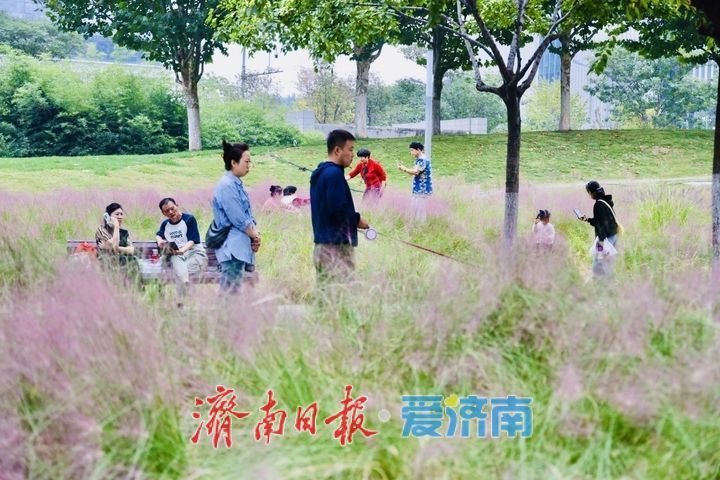 泉城人才公园粉黛进入盛花期 邂逅秋日粉色浪漫